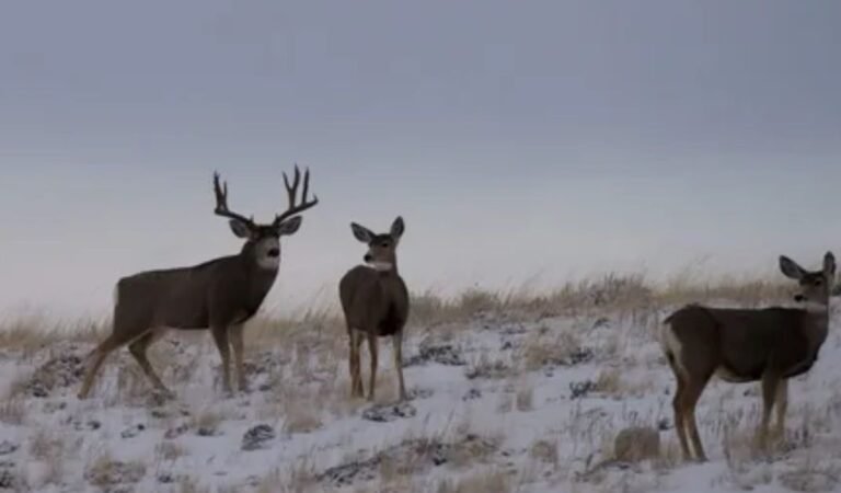 How Far Do Deer Travel?